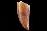 Serrated, Raptor Tooth - Morocco #71474-1